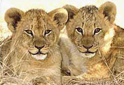 Lion Cubs, Chobe- E.Lopes