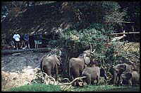 Elephants at Ruckomechi.JPG (7273 bytes)