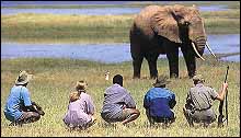 Fothergill Safari Lodge, Matusadona, Zimbabwe - Walking Safari