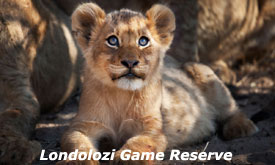 Londolozi Private Game Reserve
