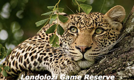 Leopard at Londolozi Private Game Reserve, Sabi Sands, South Africa