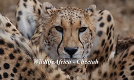 Madikwe Hills Safari Lodge, Madikwe Luxury Safari Lodges