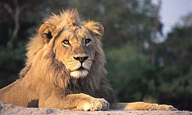 Jock Safari Lodge,Lion