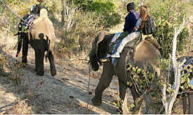 Elephant Back Safari, Victoria Falls, Holiday Packages in Victoria Falls