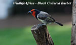Phinda Game Reserve