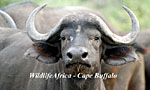 Phinda Game Reserve, Buffalo