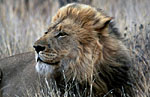 Phinda Game Reserve, Lion