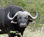 Phinda Game Reserve, Buffalo