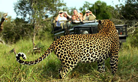 Mala Mala Sable Camp, Leopard at Mala Mala Game Reserve, Sabi Sands, South Africa