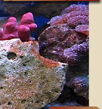 Pestana Bazaruto Lodge, Diving