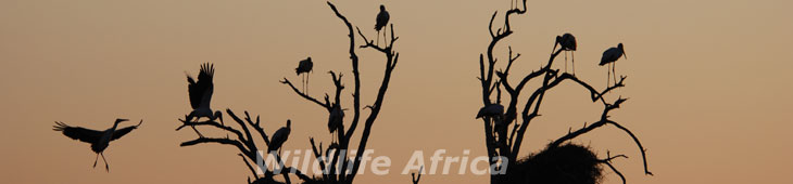 Azura Retreats, Azura Mozambique, Benguerra Island