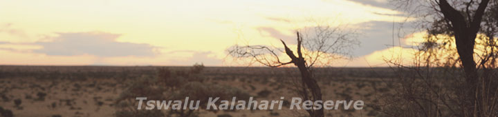 Tswalu Kalahari Reserve - safari packages to Tswalu, Travel Deals and special offers