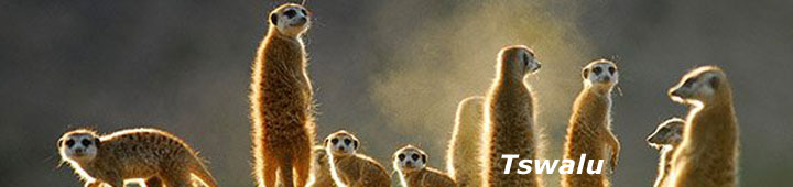 Acvtivities at Tswalu Kalahari Reserve, Meerkats