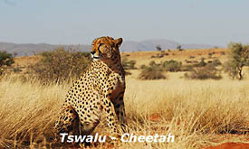 Acvtivities at Tswalu Kalahari Reserve, Cheetah