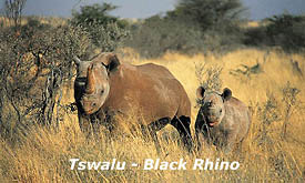Tswalu Kalahari Reserve, the Malori Sleep Out Deck - Black Rhino
