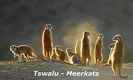 Acvtivities at Tswalu Kalahari Reserve, Meerkats